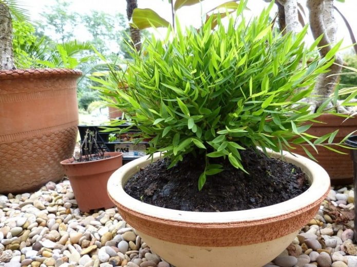 bambou en pot