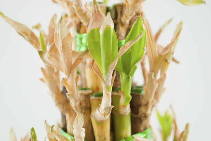 yellow bamboo leaves