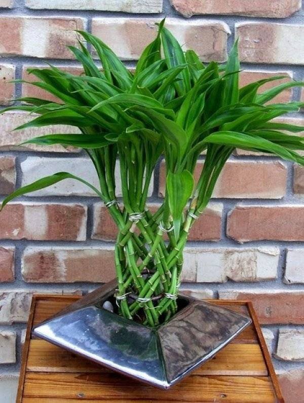 twisted bamboo