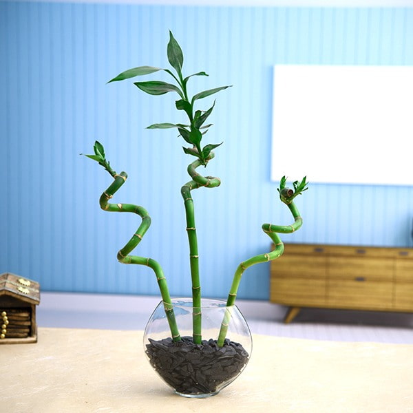 spiral stem