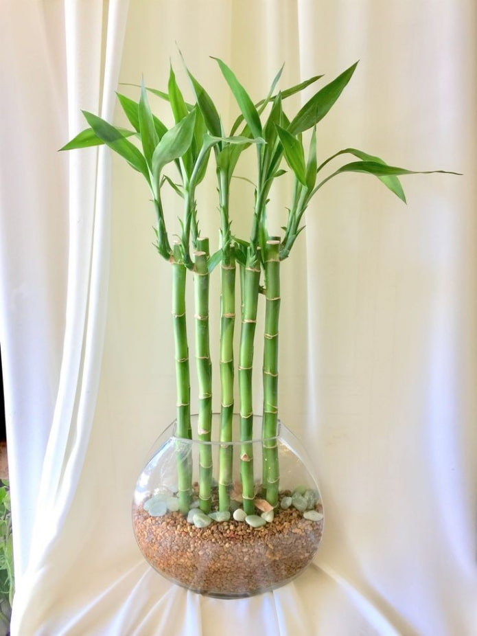 Bambou dans un vase