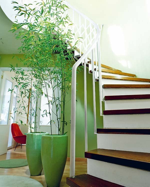 Bambou en pots près de l'escalier