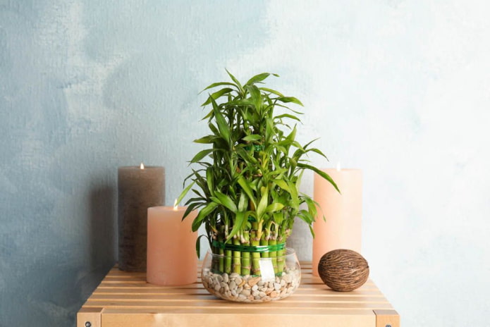 Composition décorative avec bougies