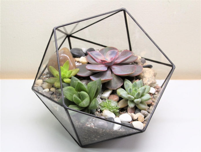 florarium