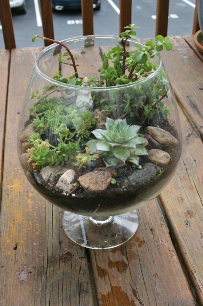 composition de plantes succulentes