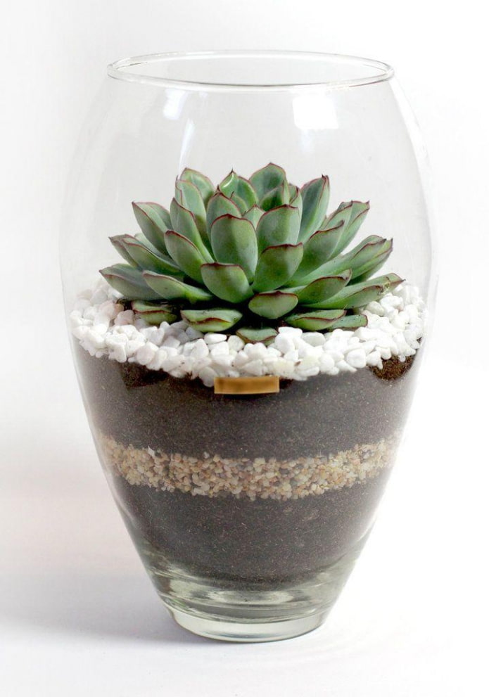 Succulentes en contenant