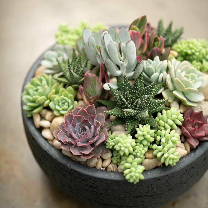 succulents in a pot