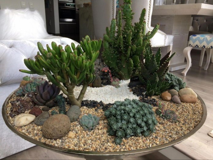succulents in a pot