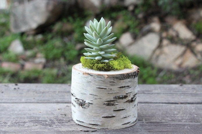 Succulentes dans une souche