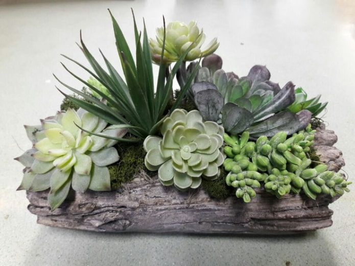 Composition de plantes succulentes