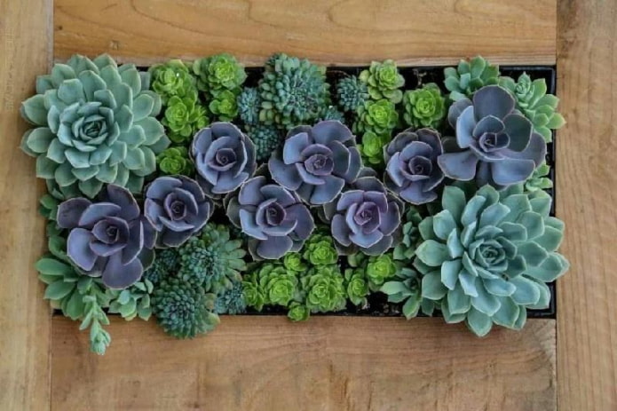 peinture de plantes succulentes