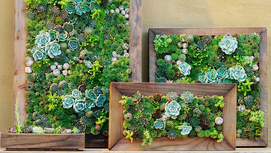image de plantes succulentes