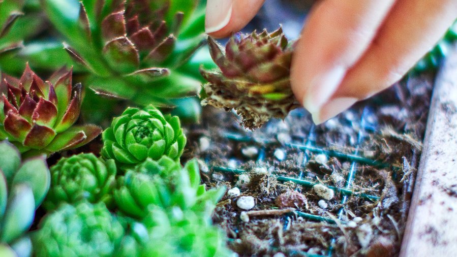 planting succulents