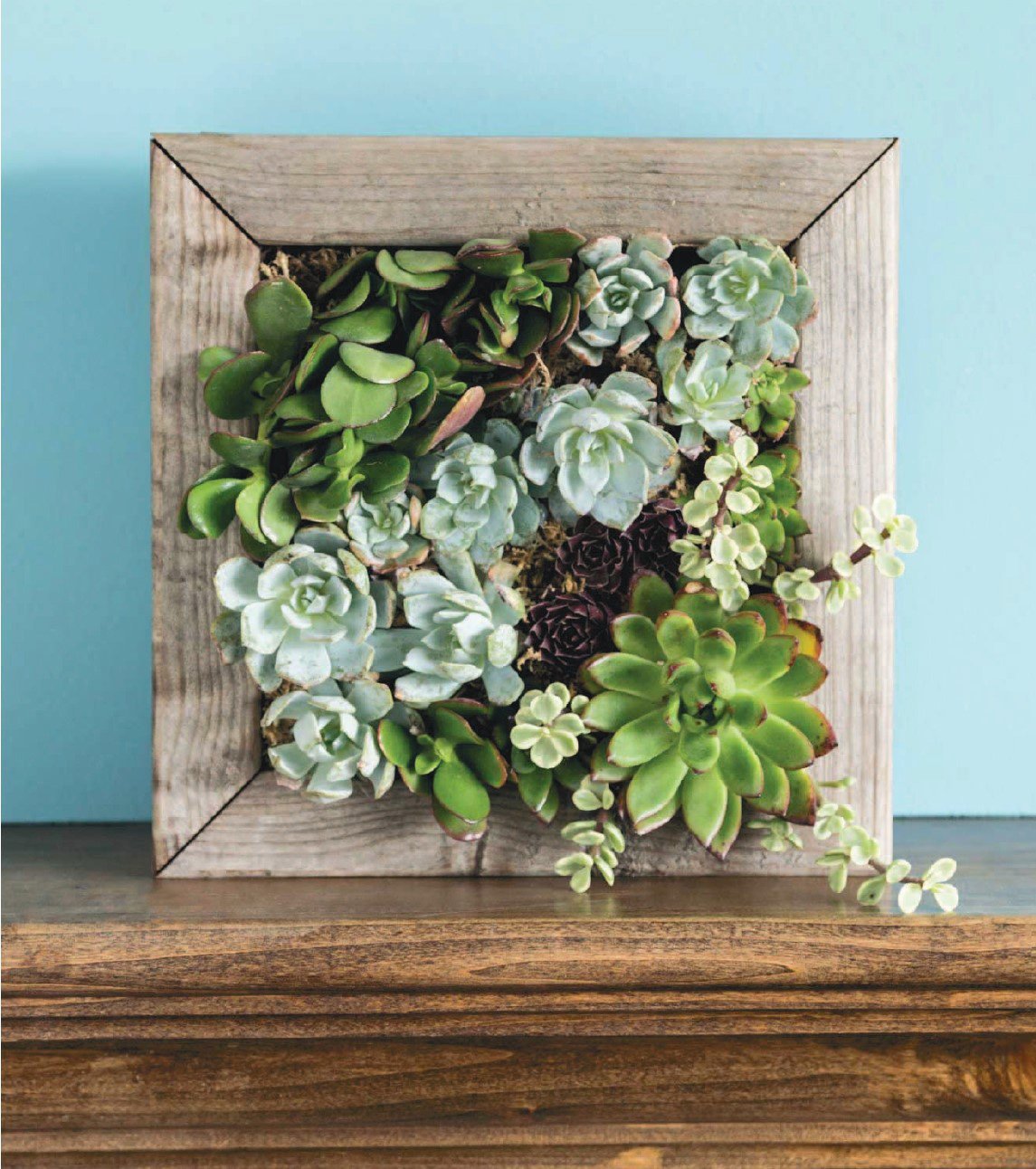 peinture de plantes succulentes
