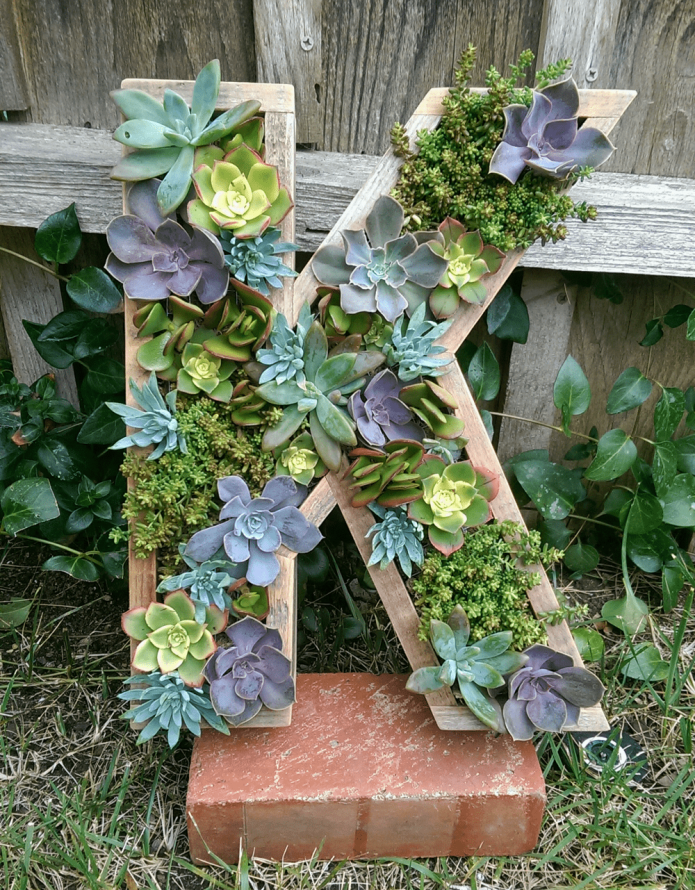 peinture à partir de plantes succulentes