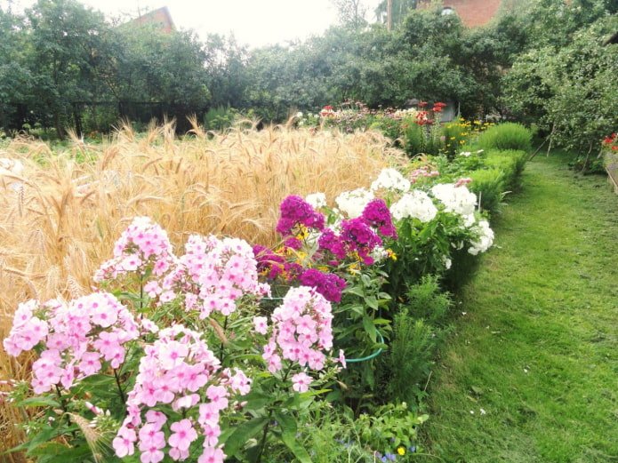 Parterre de fleurs et seigle