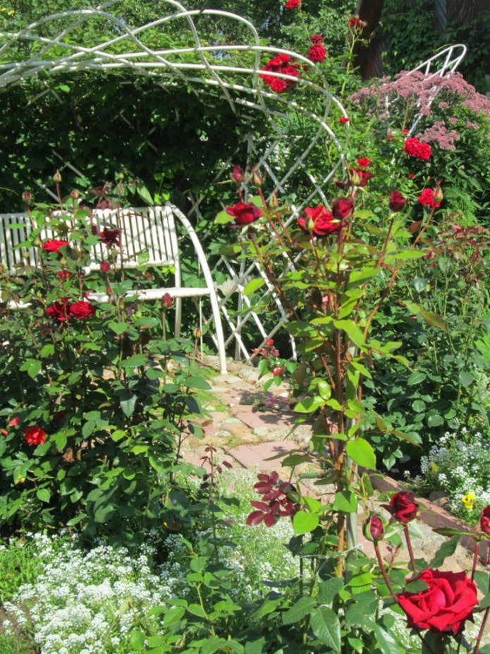 Rosiers grimpants autour d'un banc