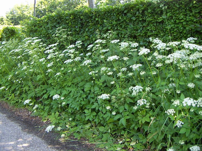 Goutweed