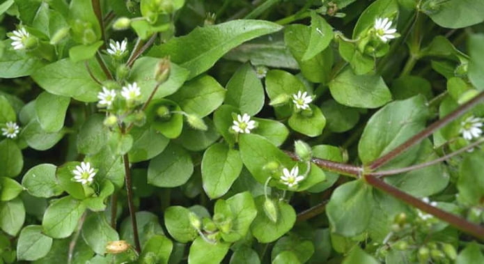 chickweed
