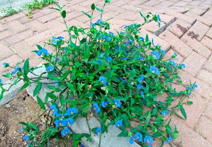 Commelina vulgare