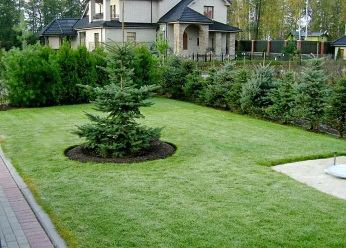 Rideau devant une plante solitaire