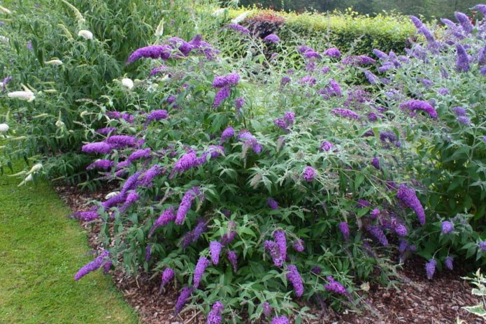 buddleia