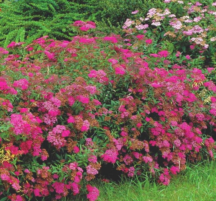 spirea