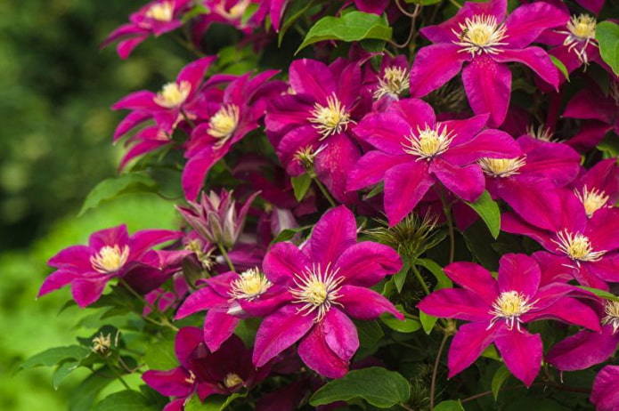 clematis