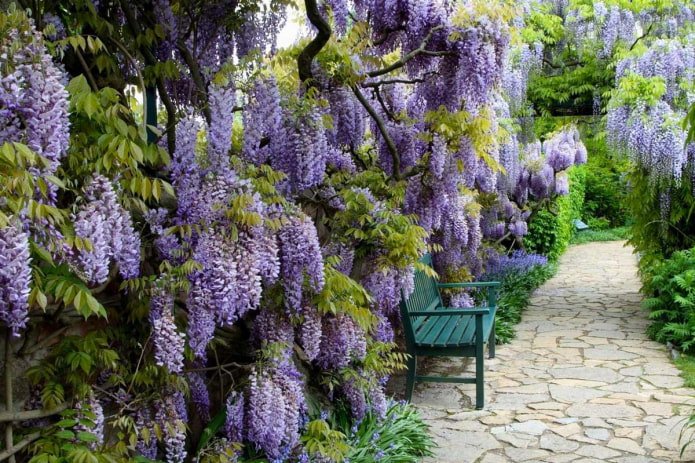 wisteria