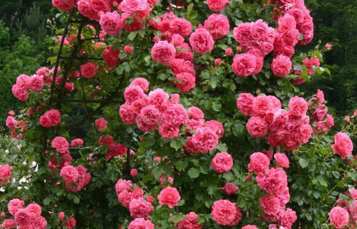 rosier