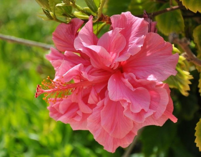 hibiscus