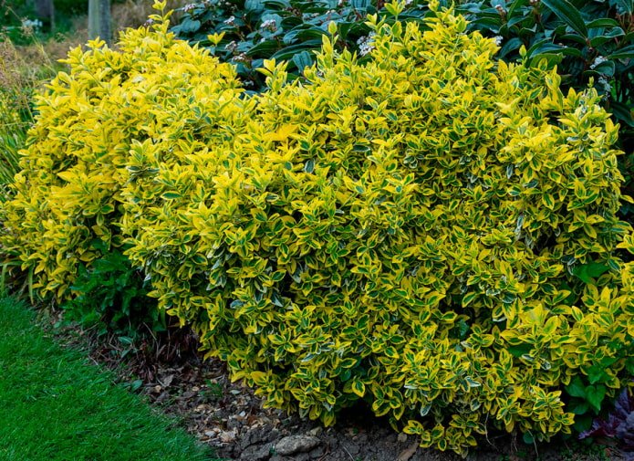 Euonymus