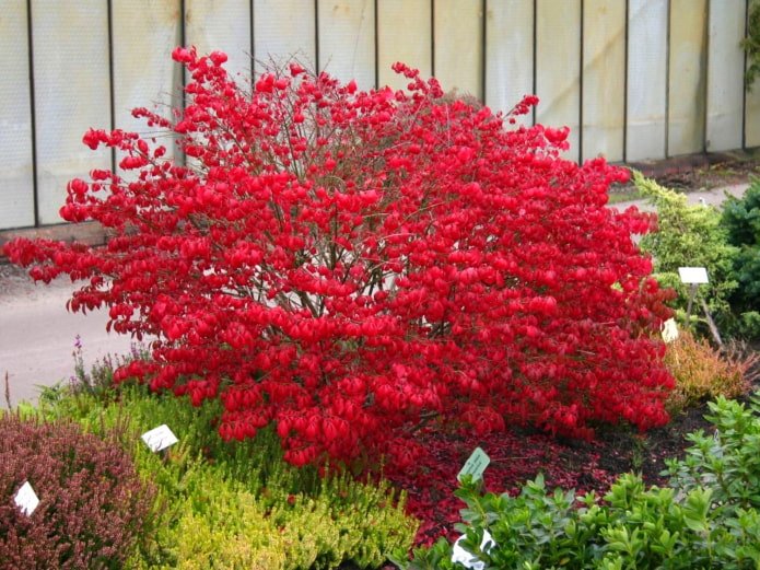 Euonymus ailé
