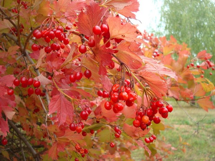 Viorne en automne