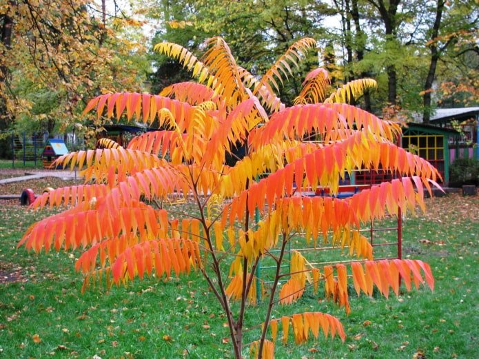Sumac