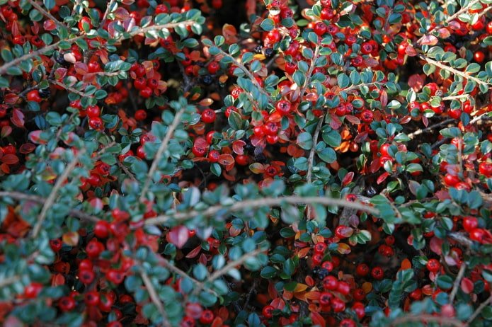Cotoneaster Beauté Corail