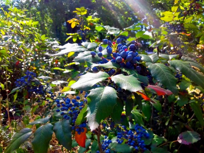 Mahonia aquifolium