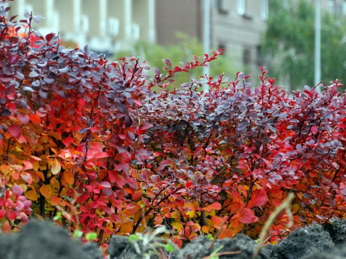 Épine-vinette Thunberg en automne