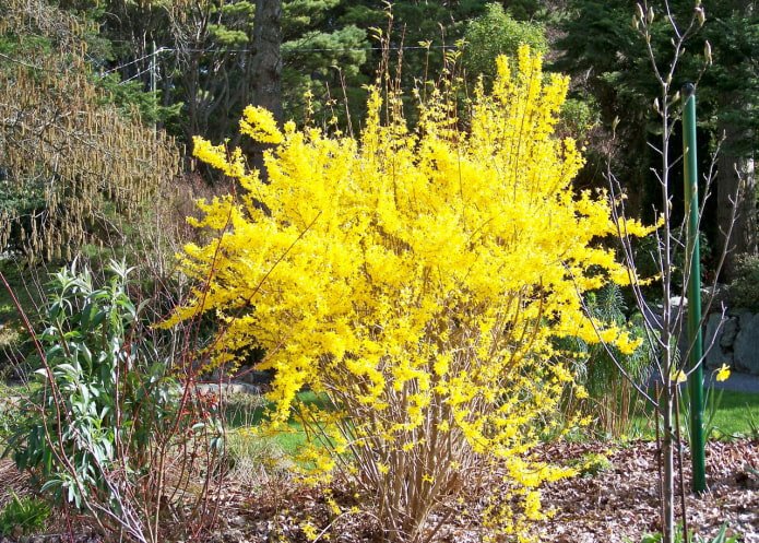 Forsythia au printemps
