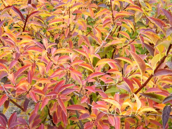 Forsythia en automne