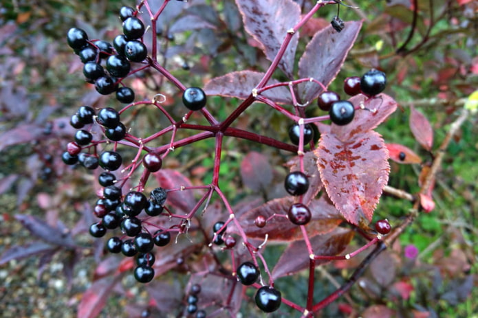 Fruits de sureau