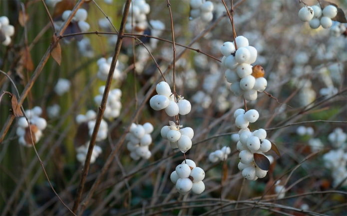 Snowberry