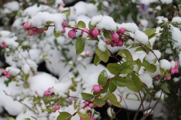 Pink Snowberry