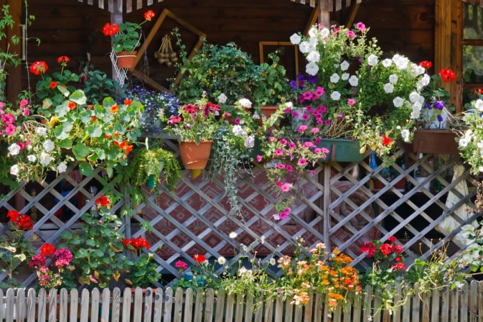 Fleurs sur une clôture à la datcha