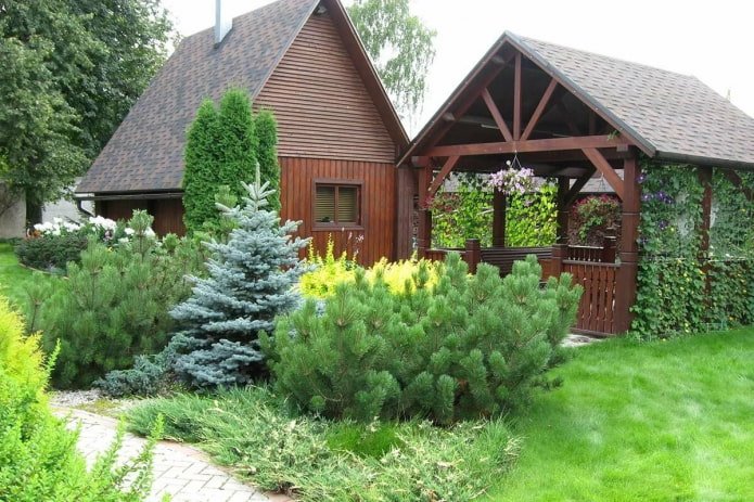 coniferous mixborder