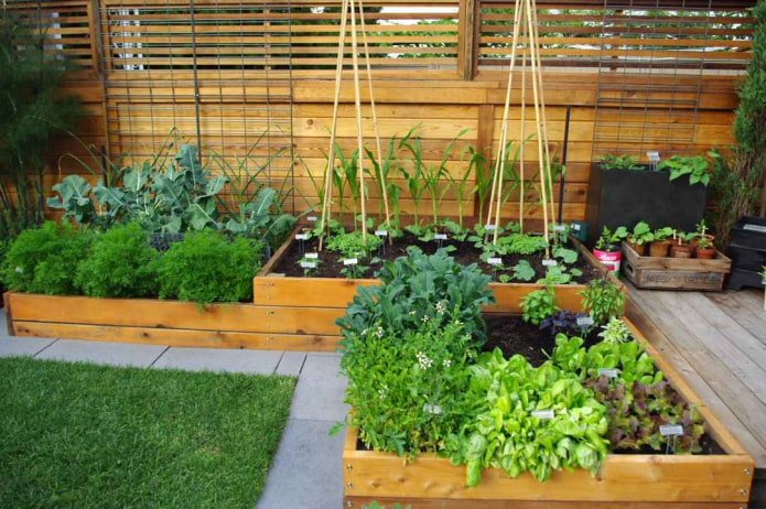 Un potager avec un cadre