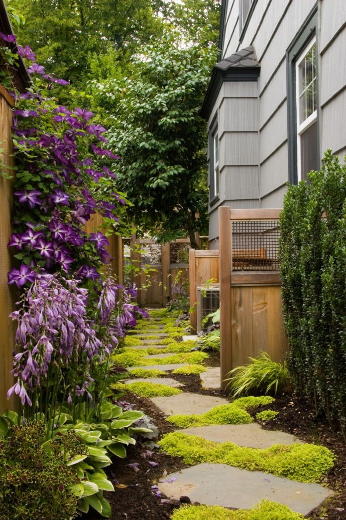 Plantes le long de la maison sur le site