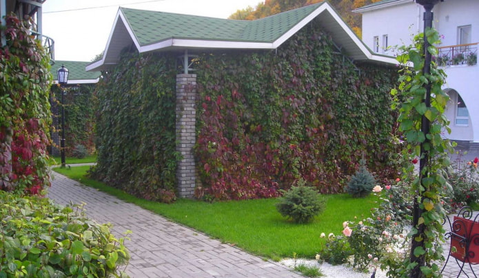 raisins de jeune fille sur le mur du gazebo