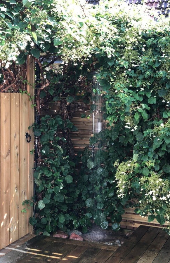douche dans le fourré de plantes