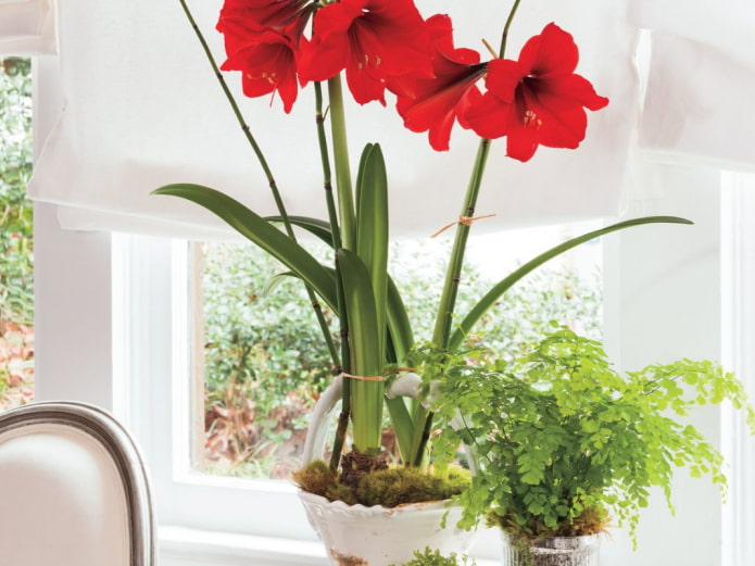 hippeastrum on the windowsill